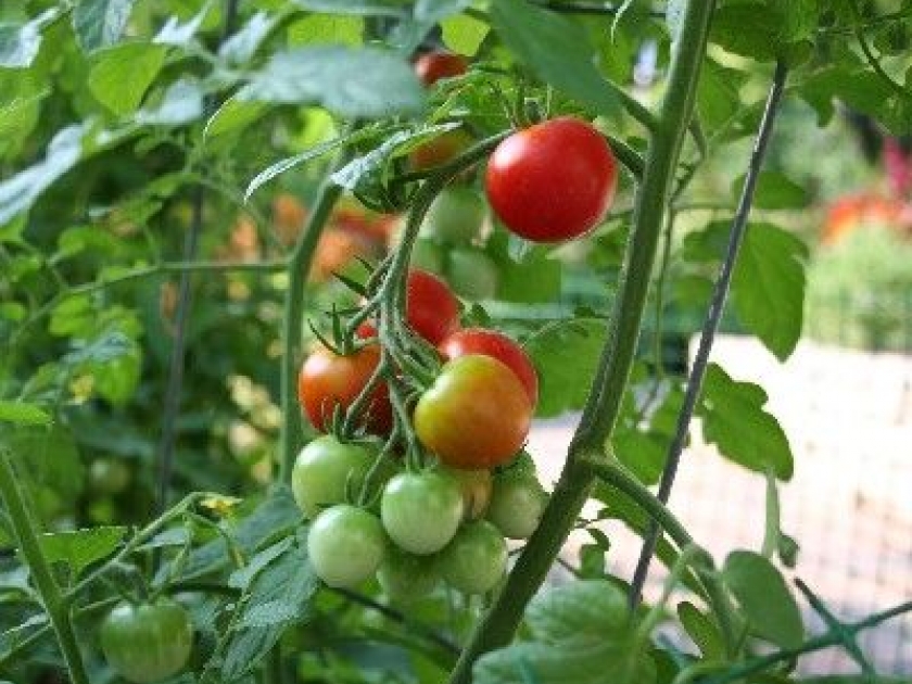 Comment planter des tomates ? Comment planter des tomates ?