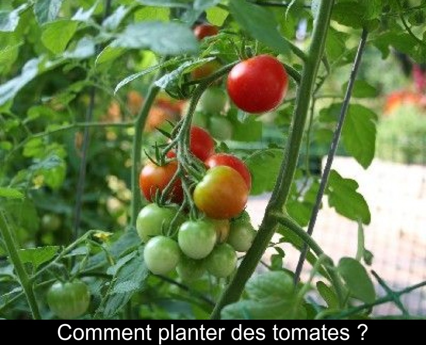 Comment planter des tomates ? Comment planter des tomates ?