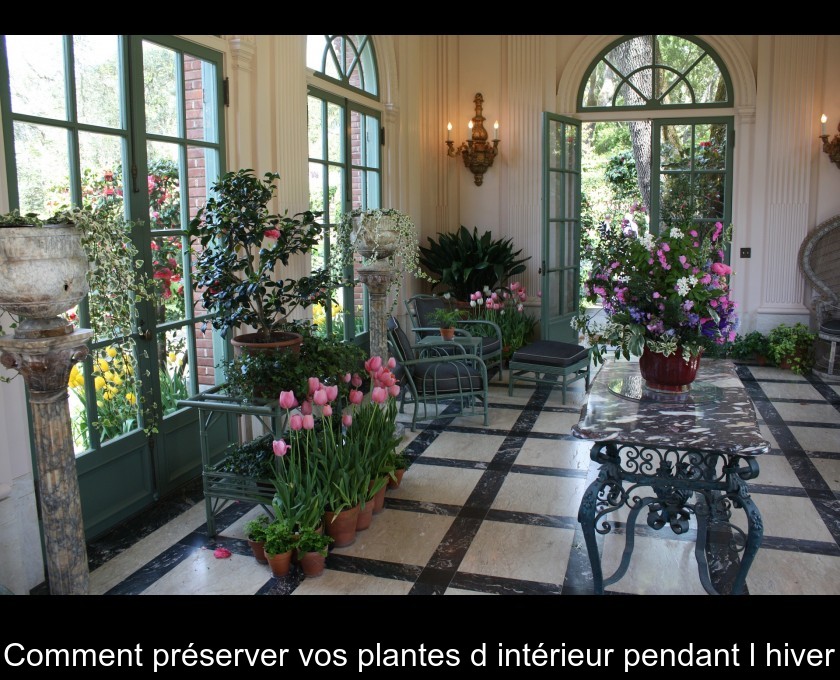 Comment préserver vos plantes d'intérieur pendant l'hiver Comment préserver vos plantes d'intérieur pendant l'hiver
