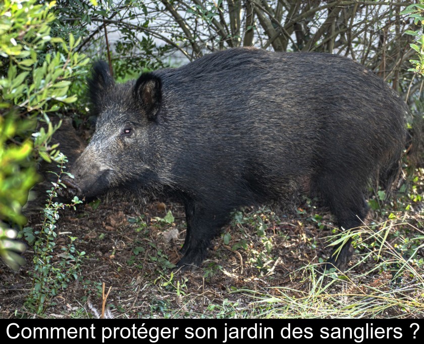 Comment protéger son jardin des sangliers ? Comment protéger son jardin des sangliers ?