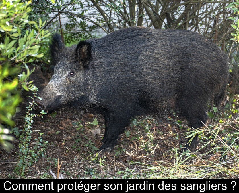 Comment protéger son jardin des sangliers ?