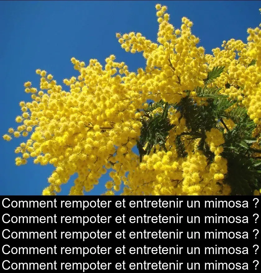 Comment rempoter et entretenir un mimosa ?