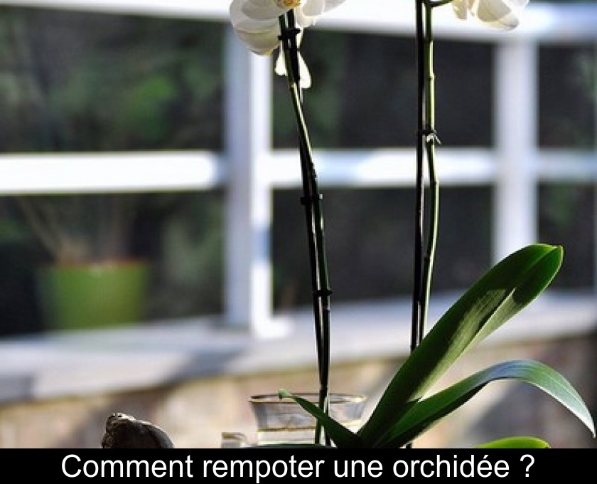 Comment rempoter une orchidée ? Comment rempoter une orchidée ?