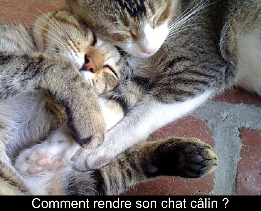 Comment Rendre Son Chat Calin