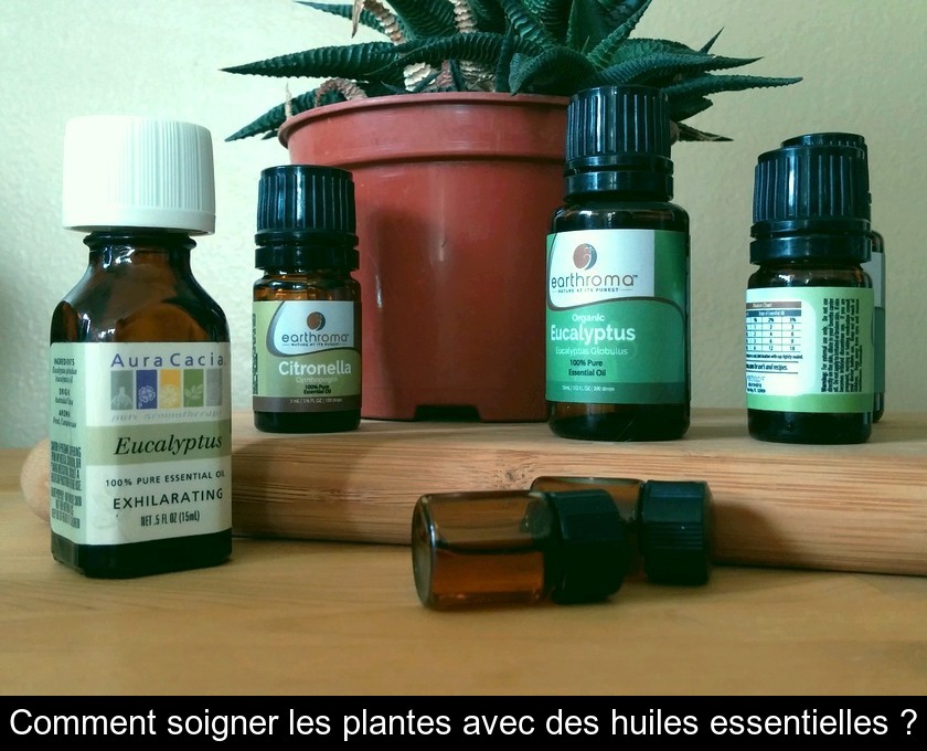 Comment soigner les plantes avec des huiles essentielles ? Comment soigner les plantes avec des huiles essentielles ?
