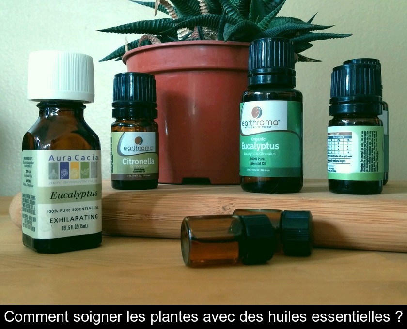 Comment soigner les plantes avec des huiles essentielles ?