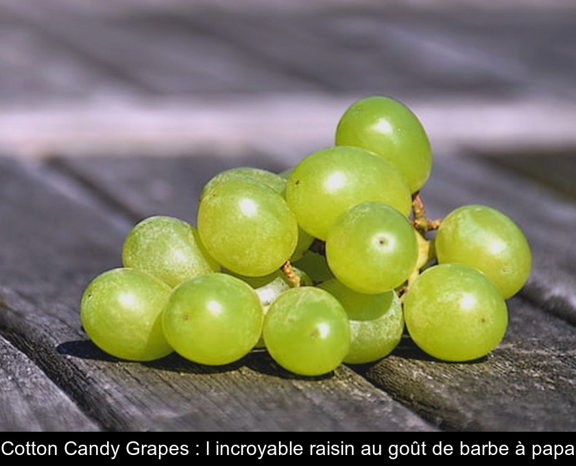 Cotton Candy Grapes l