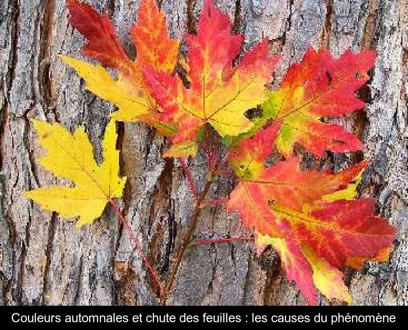 Couleurs automnales et chute des feuilles : les causes du phénomène Couleurs automnales et chute des feuilles : les causes du phénomène