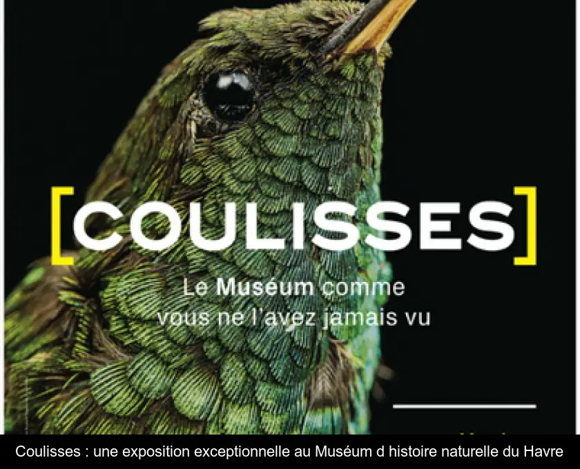 Coulisses : une exposition exceptionnelle au Muséum d'histoire naturelle du Havre