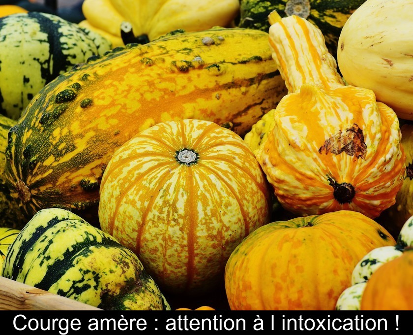 Courge amère : attention à l'intoxication !