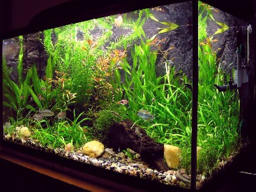 Créer son premier aquarium : conseils pratiques Créer son premier aquarium : conseils pratiques