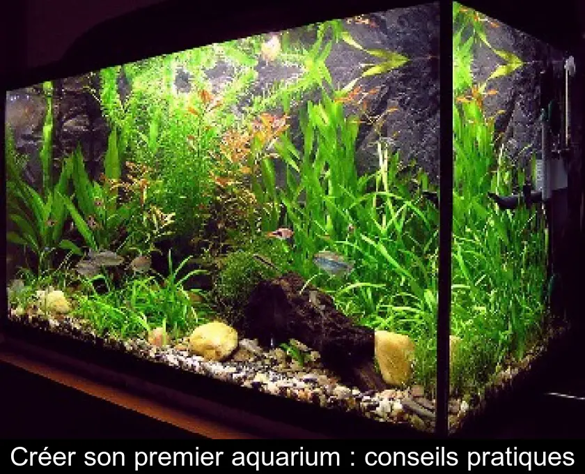 Créer son premier aquarium : conseils pratiques