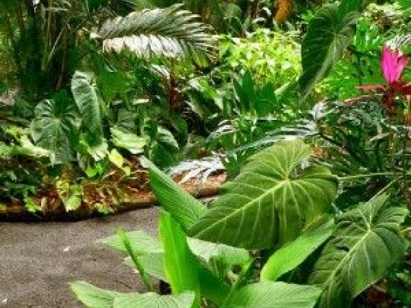 Créer un jardin exotique : mode d'emploi Créer un jardin exotique : mode d'emploi