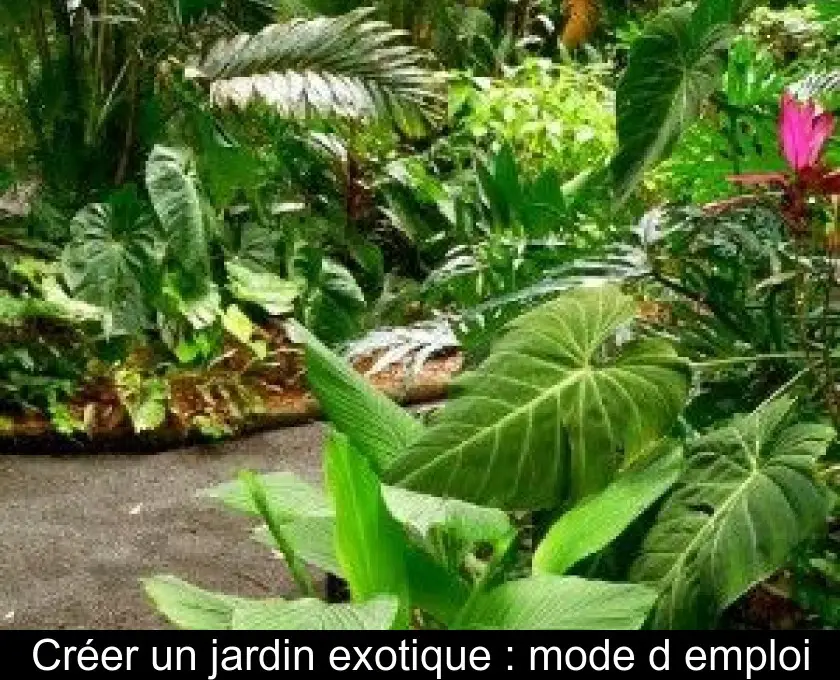 Créer un jardin exotique : mode d'emploi