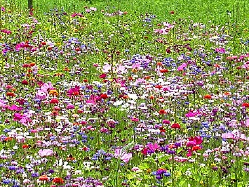 Créer une prairie fleurie dans son jardin : guide pratique Créer une prairie fleurie dans son jardin : guide pratique