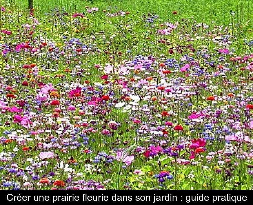 Créer une prairie fleurie dans son jardin : guide pratique Créer une prairie fleurie dans son jardin : guide pratique