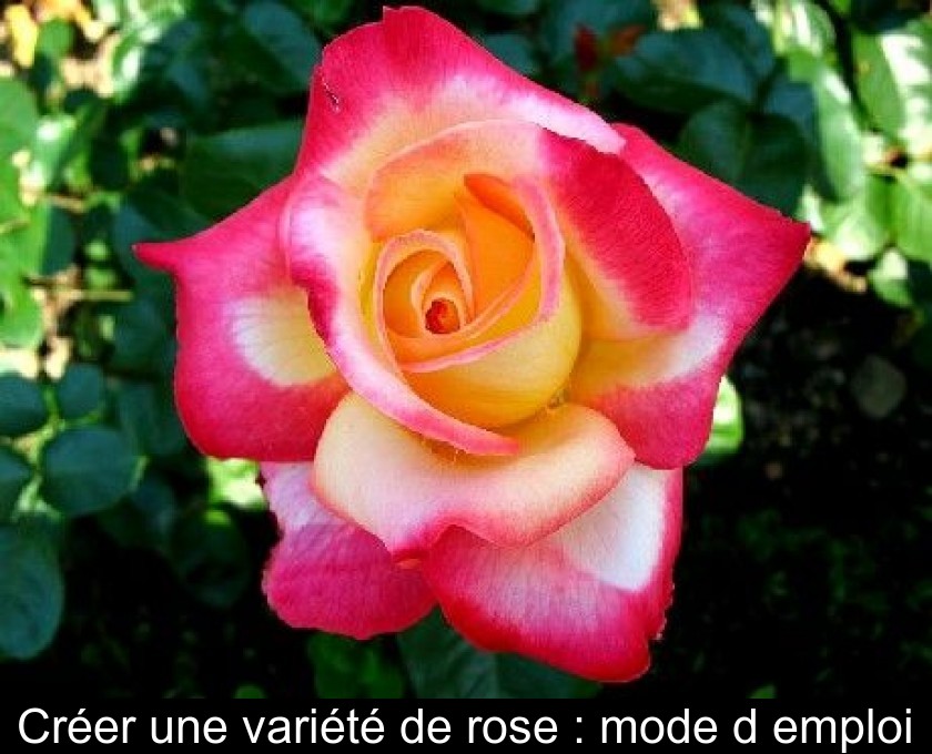 Créer une variété de rose : mode d'emploi Créer une variété de rose : mode d'emploi