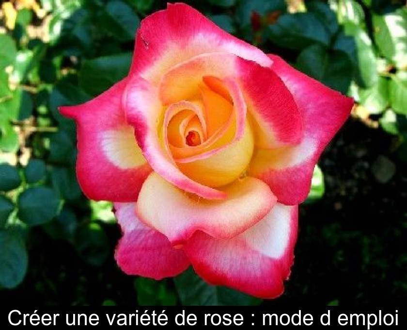 Créer une variété de rose : mode d'emploi