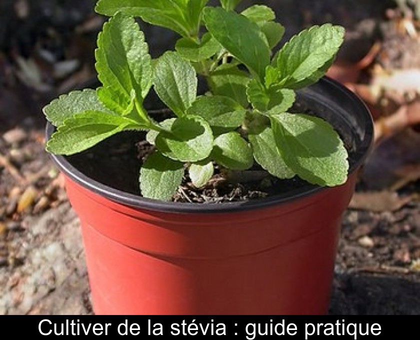 Cultiver de la stévia : guide pratique Cultiver de la stévia : guide pratique