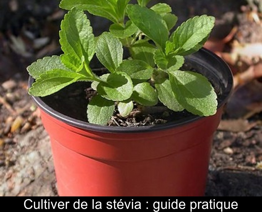 Cultiver de la stévia : guide pratique