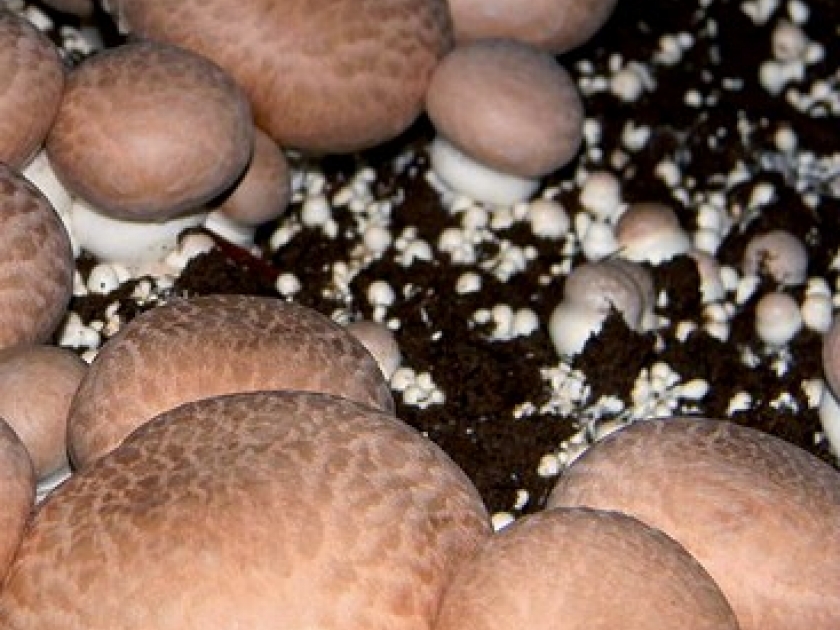 Cultiver des champignons : guide pratique Cultiver des champignons : guide pratique