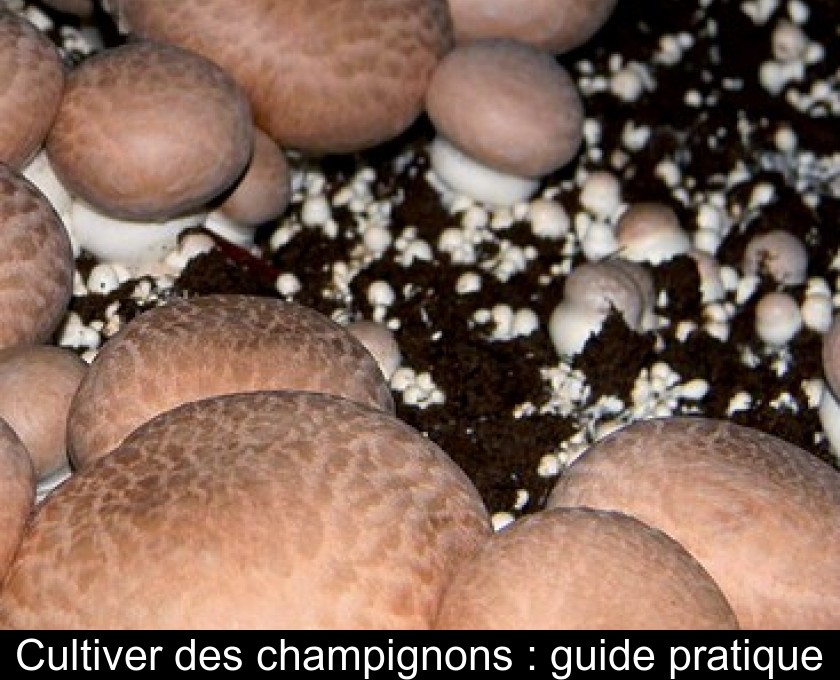 Cultiver des champignons : guide pratique Cultiver des champignons : guide pratique