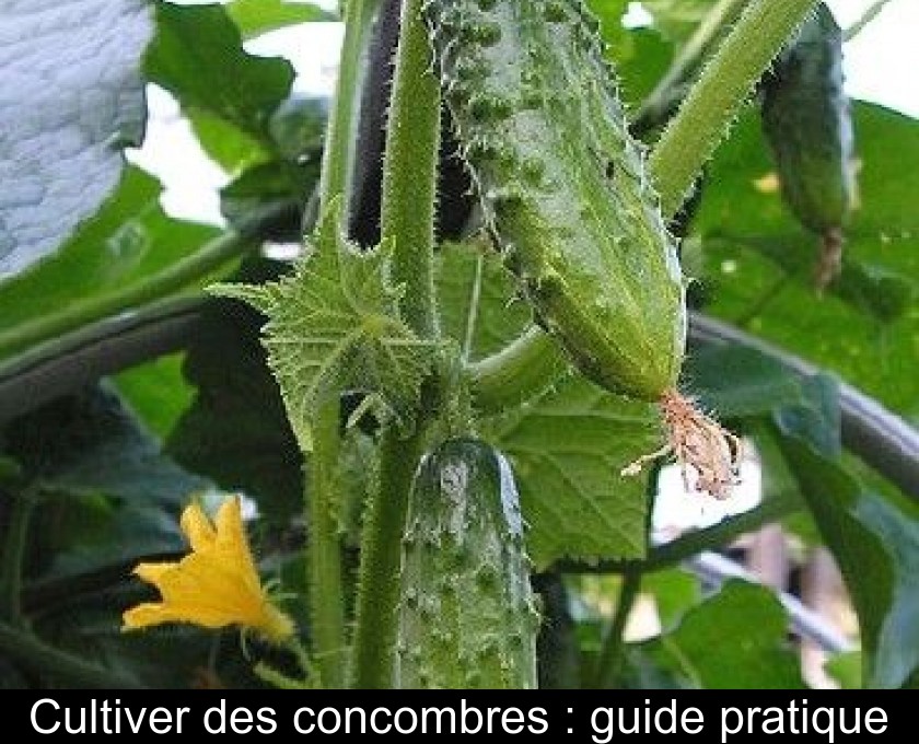 Cultiver des concombres : guide pratique Cultiver des concombres : guide pratique