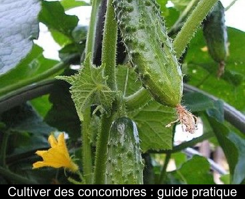 Comment cultiver les concombres jaunes au jardin ?