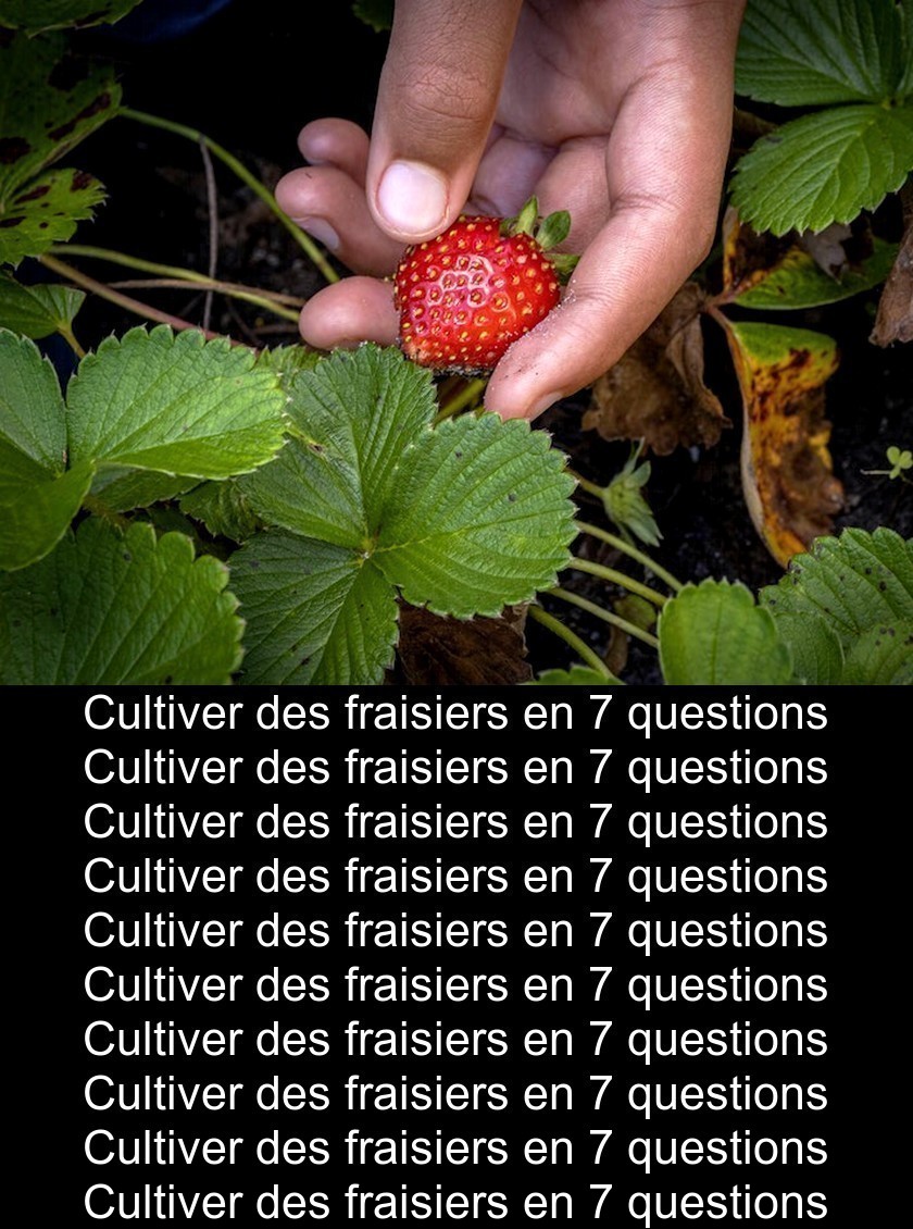 Cultiver des fraisiers en 7 questions