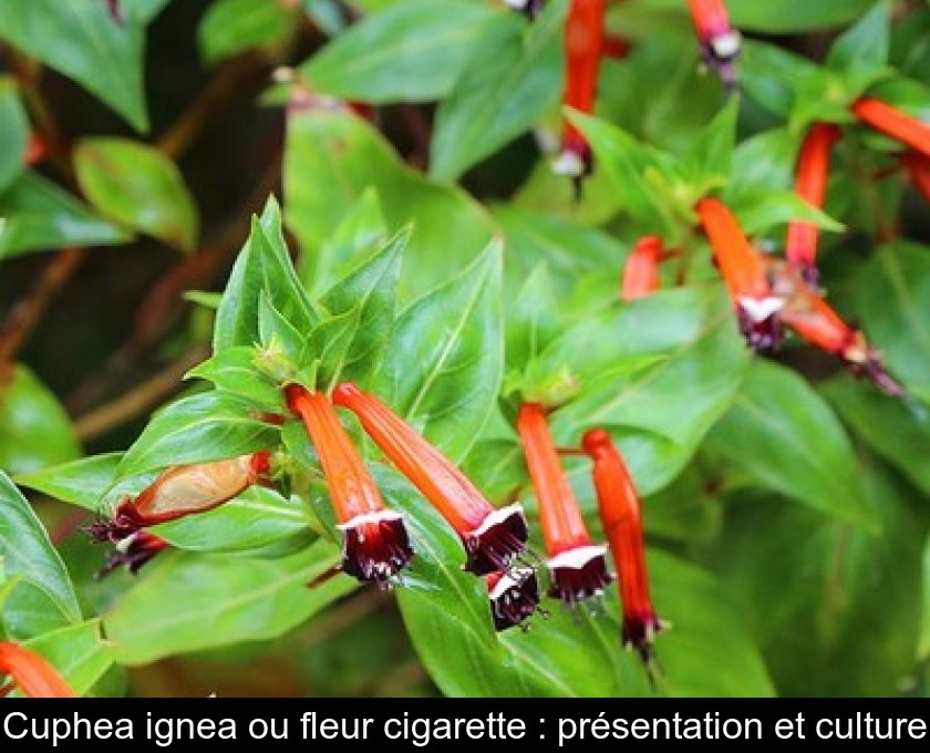 Cuphea ignea ou fleur cigarette : présentation et culture Cuphea ignea ou fleur cigarette : présentation et culture