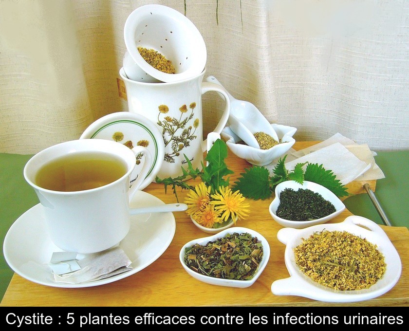 Cystite : 5 plantes efficaces contre les infections urinaires