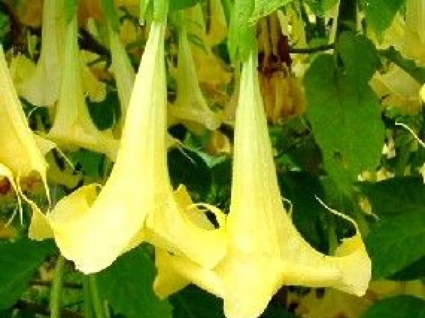 Datura et brugmansia : présentation et conseils de culture Datura et brugmansia : présentation et conseils de culture
