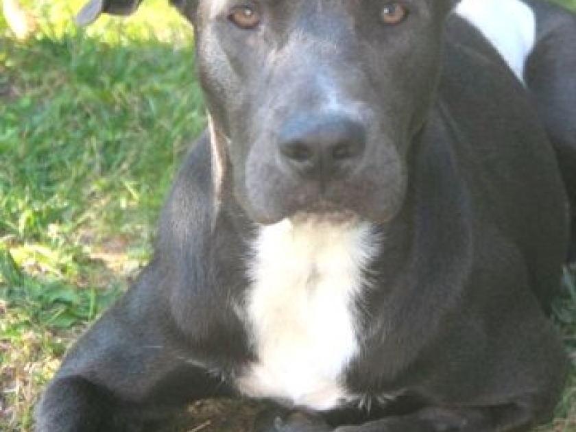 Décatégorisation des chiens classés Décatégorisation des chiens classés