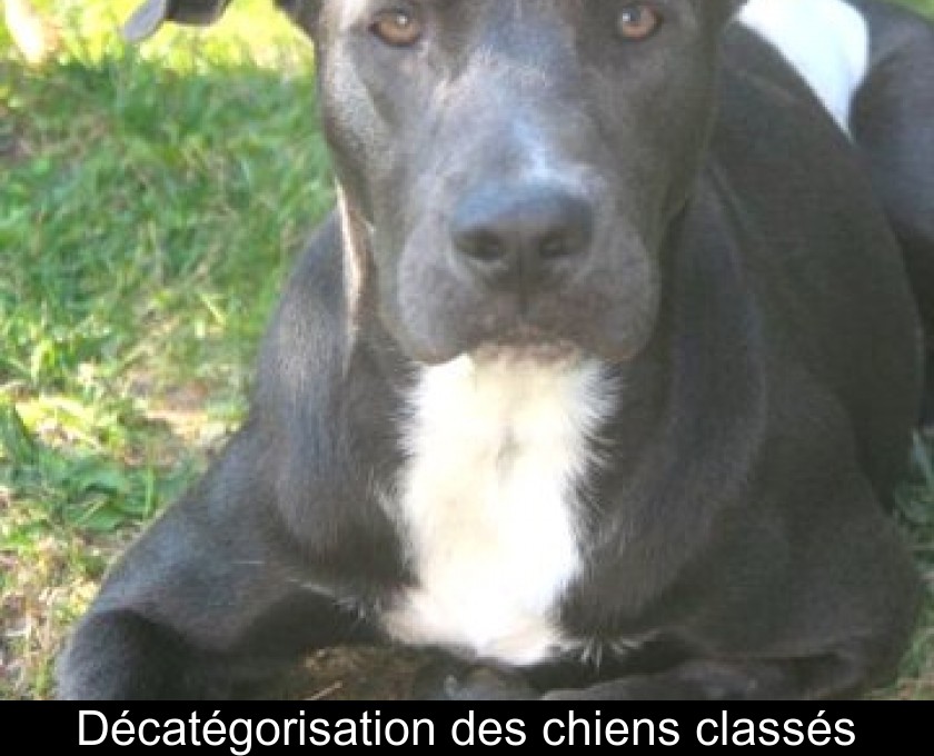 Décatégorisation des chiens classés