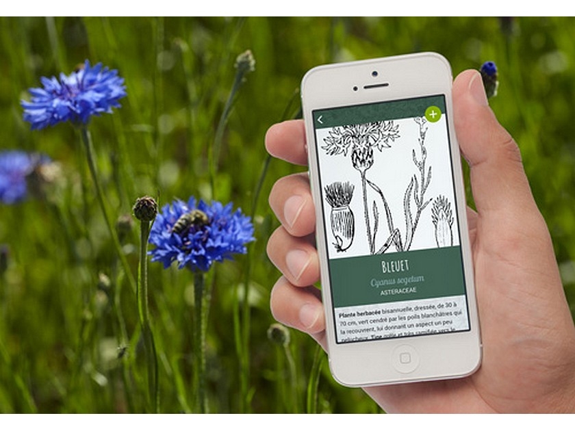 Déclic Botanique : une appli pour identifier les plantes Déclic Botanique : une appli pour identifier les plantes