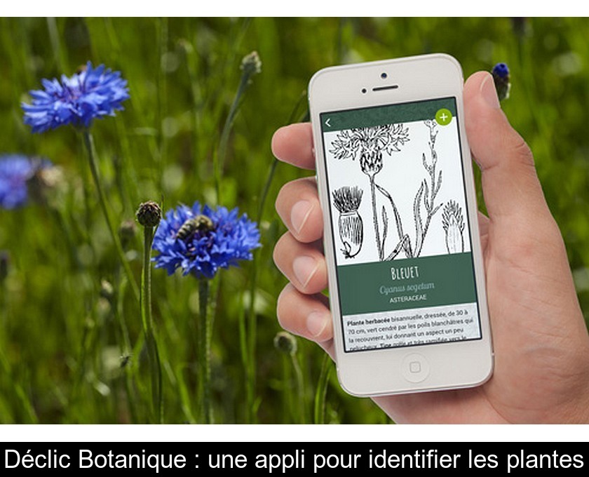 Déclic Botanique : une appli pour identifier les plantes