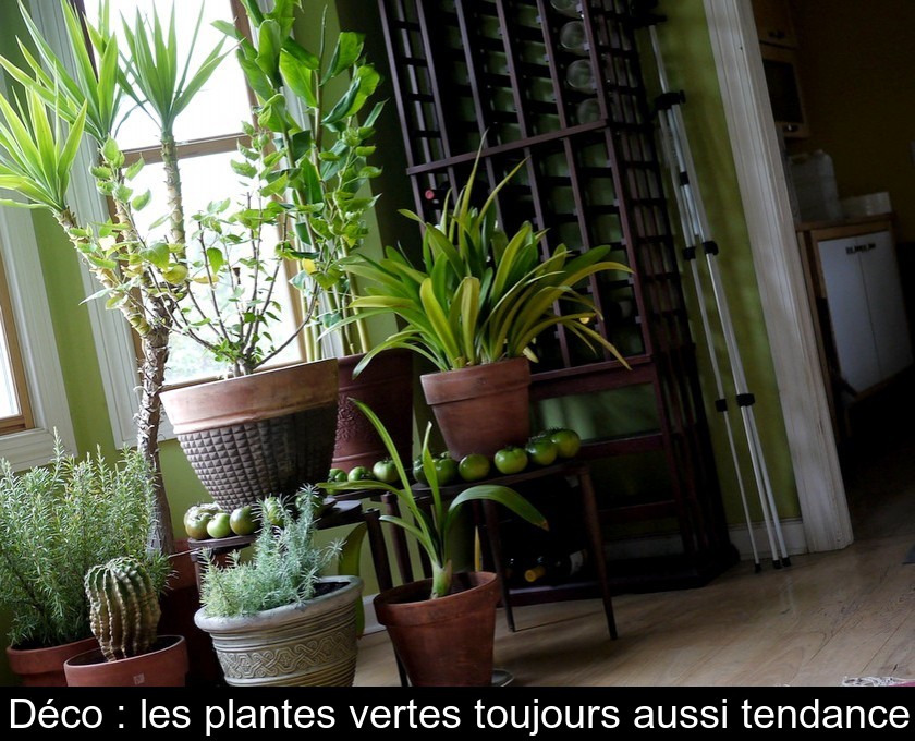Déco : les plantes vertes toujours aussi tendance Déco : les plantes vertes toujours aussi tendance