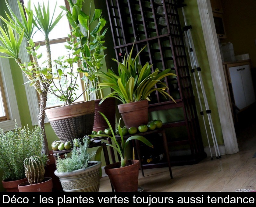 Déco : les plantes vertes toujours aussi tendance