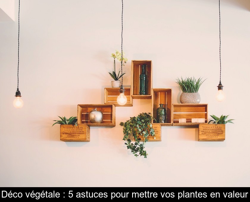 Déco végétale : 5 astuces pour mettre vos plantes en valeur Déco végétale : 5 astuces pour mettre vos plantes en valeur