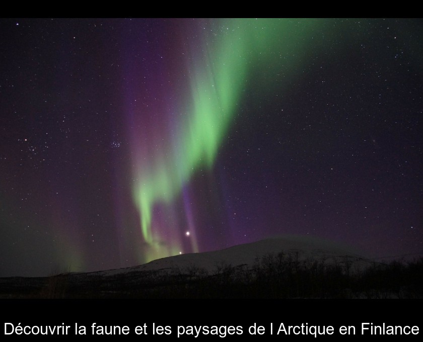 Découvrir la faune et les paysages de l'Arctique en Finlance Découvrir la faune et les paysages de l'Arctique en Finlance