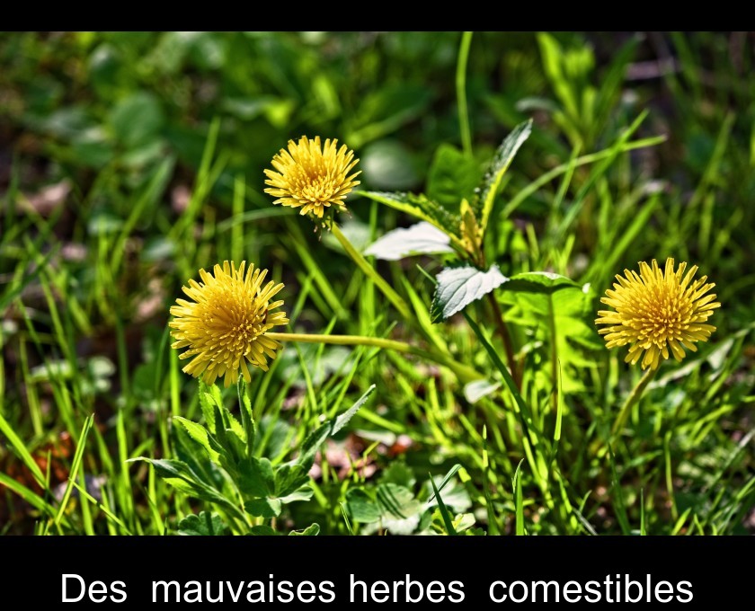 Des "mauvaises herbes" comestibles Des "mauvaises herbes" comestibles