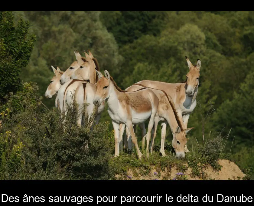 Des ânes sauvages pour parcourir le delta du Danube