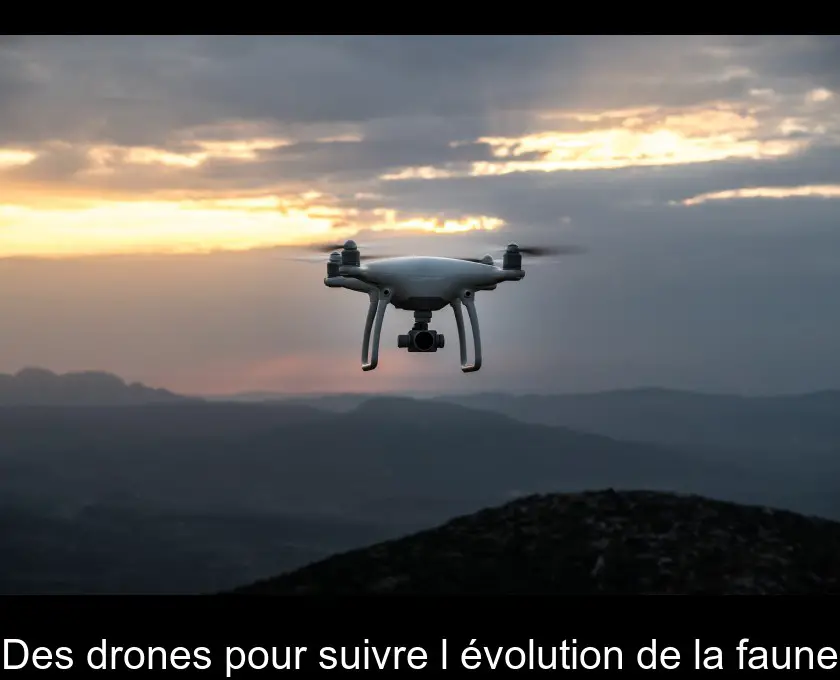 Des drones pour suivre l'évolution de la faune