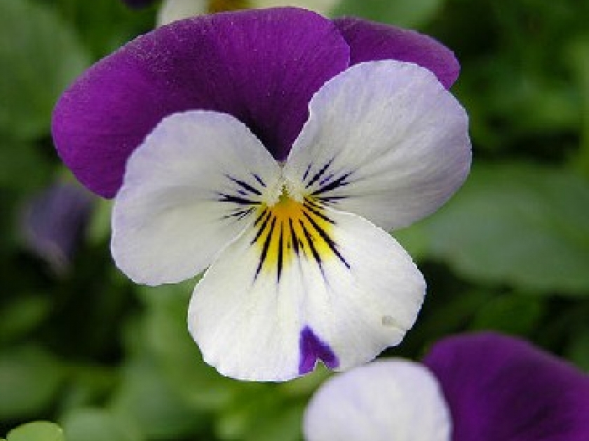 Des fleurs en hiver : quelles plantes choisir ? Des fleurs en hiver : quelles plantes choisir ?