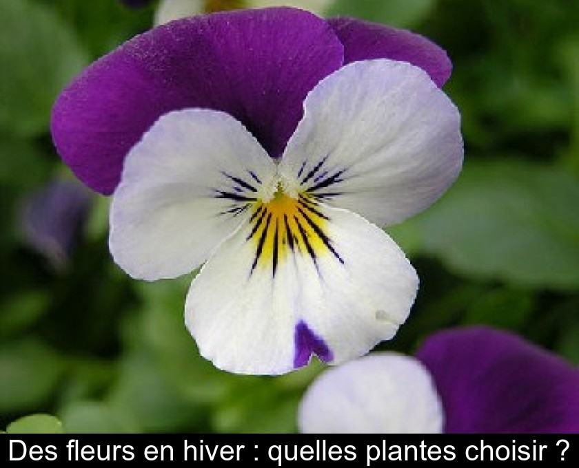 Des fleurs en hiver : quelles plantes choisir ?