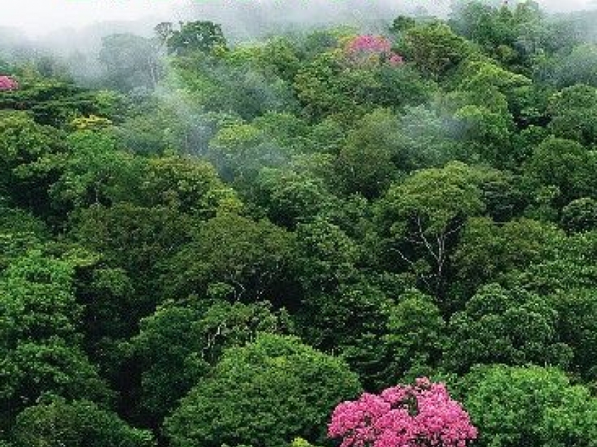 Des forêts et des hommes : 70 photos de forêts à découvrir Des forêts et des hommes : 70 photos de forêts à découvrir
