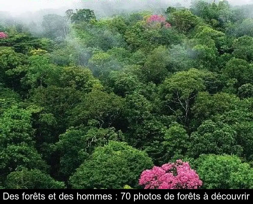 Des forêts et des hommes : 70 photos de forêts à découvrir