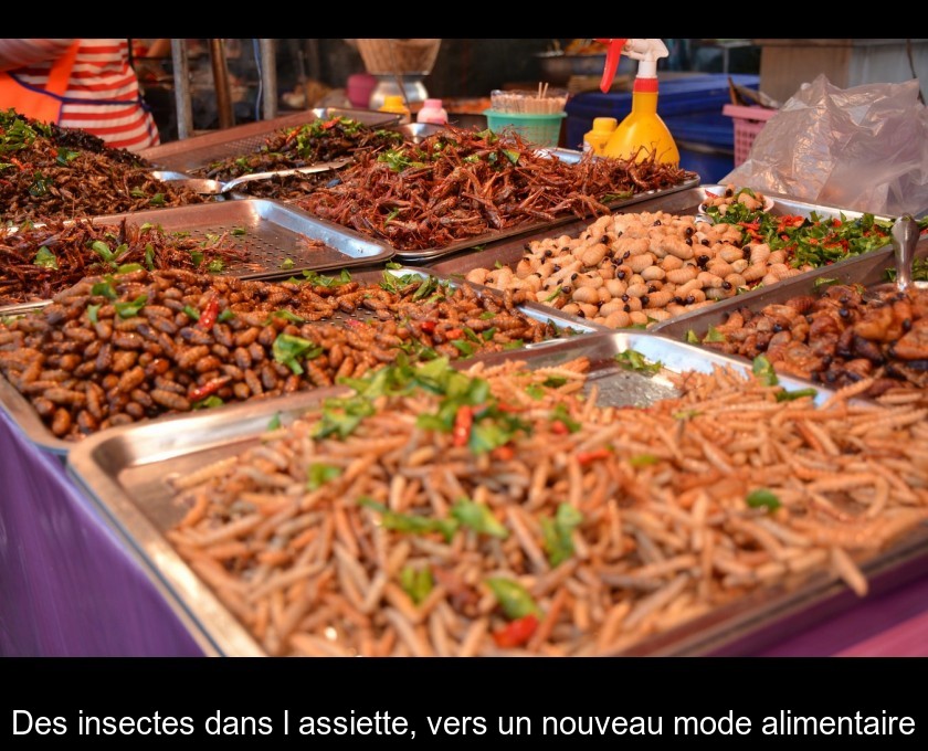 Comestible : 10 insectes que vous ne pensiez pas !