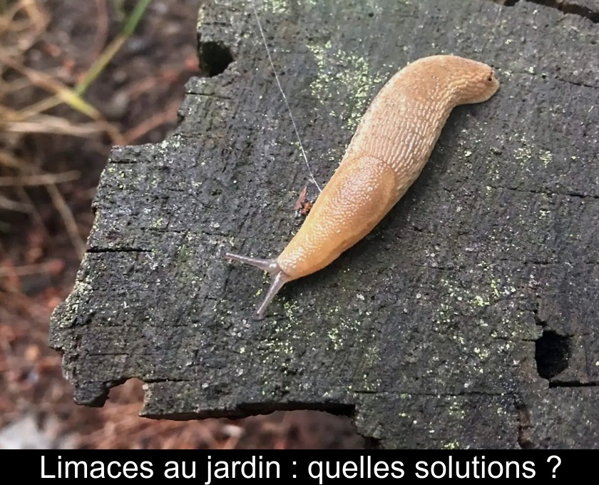 Des limaces au jardin : astuces et solutions Des limaces au jardin : astuces et solutions