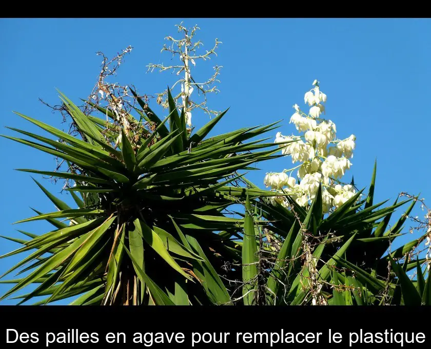 Des pailles en agave pour remplacer le plastique
